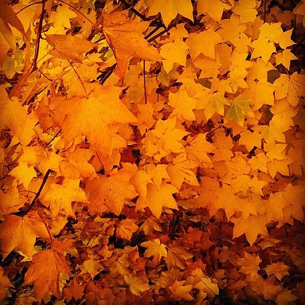 Fall Photograph - #ig #igdaily #webstagram #autumn #leaf by Sharyn Omalley