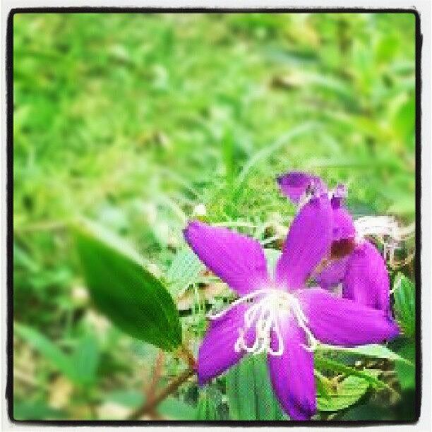 Nature Photograph - #igaddict #instagram #igers #igersdaily by Xpedrongx XDD