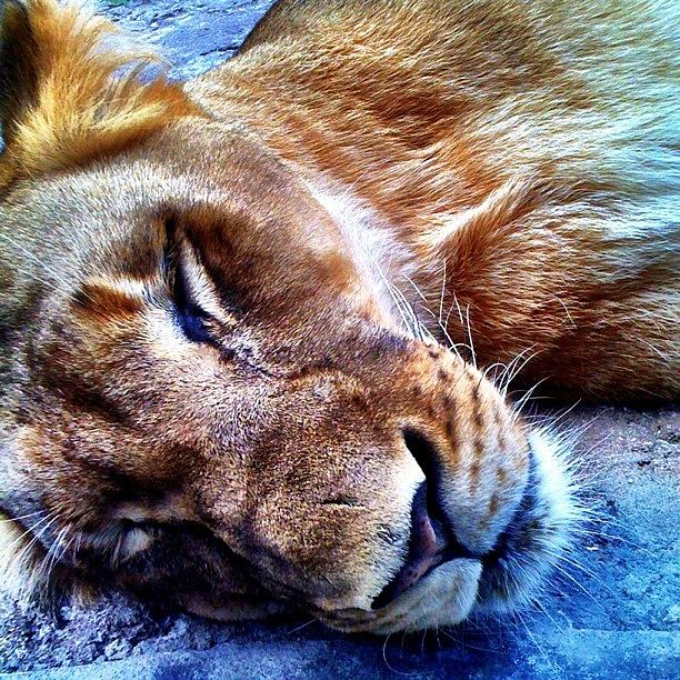 Lion Photograph - #igdaily #igers #instagood by Matt Turner