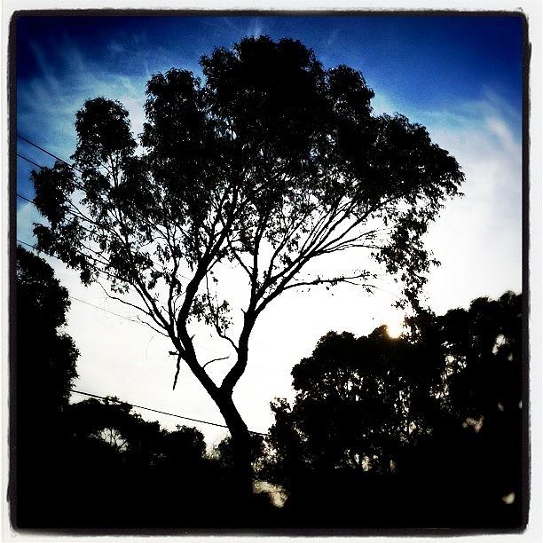 Tree Photograph - #igerswestoz #iphonography by Kirk Roberts