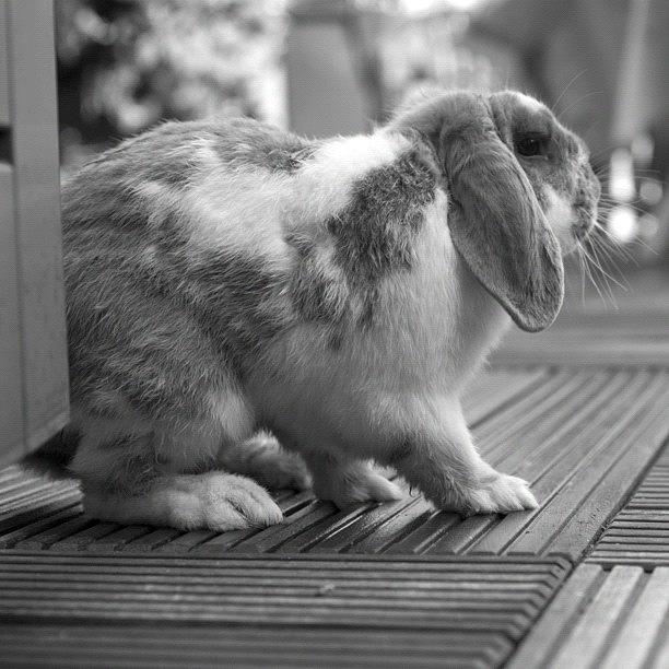 Rabbit Photograph - #igetaround #bunny #usagi #konijn by Andy Kleinmoedig