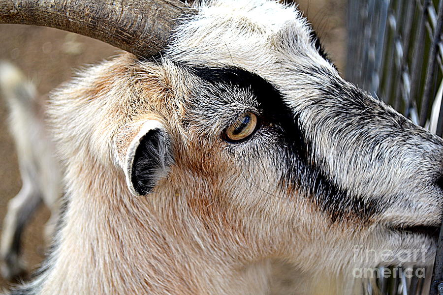 iGoat Photograph by Kevin Fortier