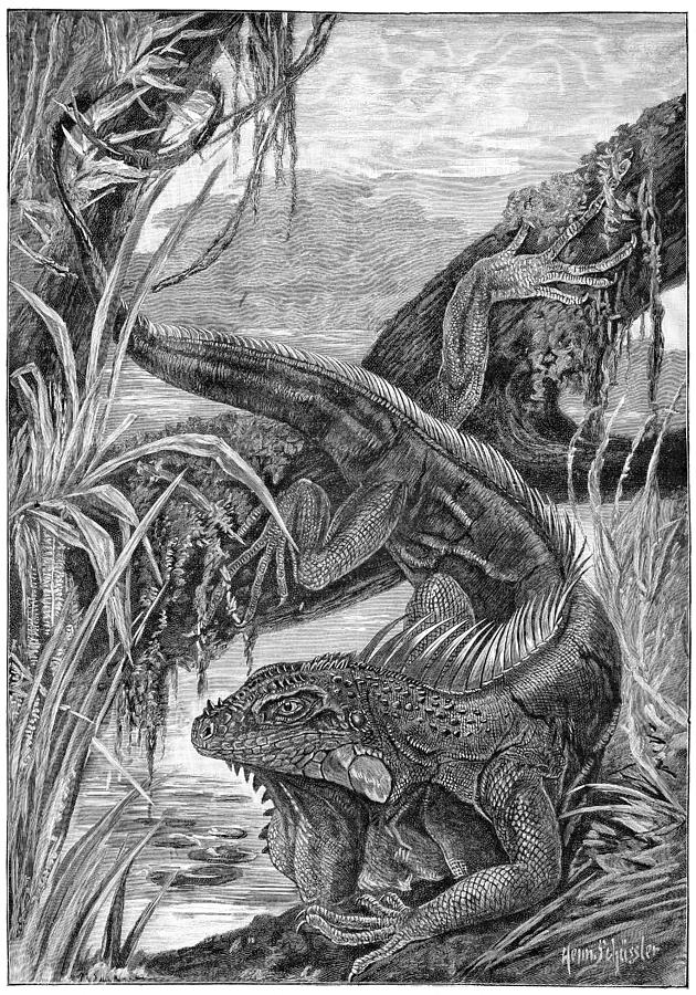 Wildlife Photograph - Iguana, 19th Century by 
