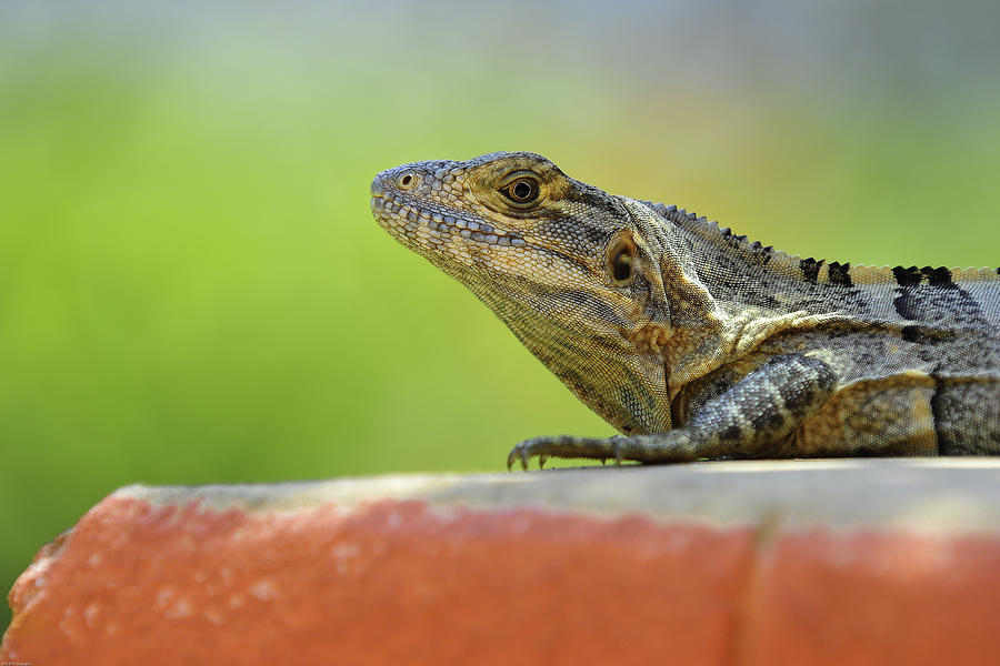 Iguana  Photograph by Edward Kovalsky