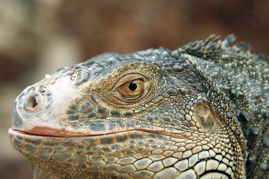 Iguana (iguana Iguana) Photograph by Bjorn Svensson