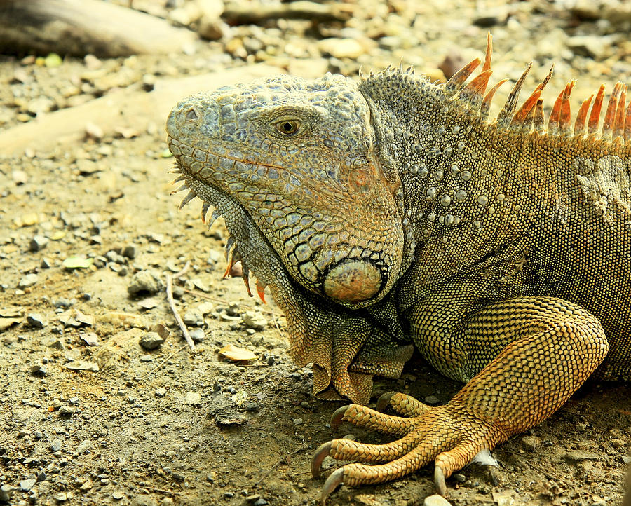 Iguana Photograph by Nick Mares