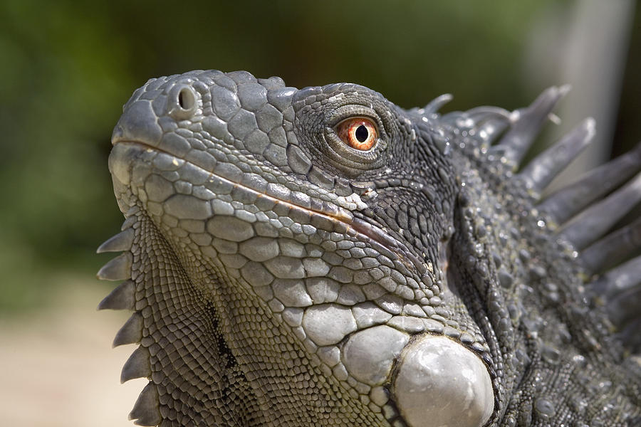 Iguana Photograph By Peter Scoones - Fine Art America