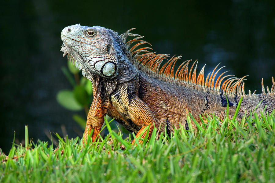 Iguana Poses  Photograph by Joe Myeress