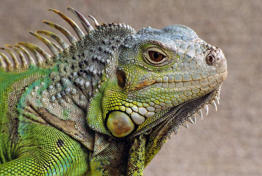 Iguana Profile Photograph by Natural Selection Chris Pinchbeck | Fine ...