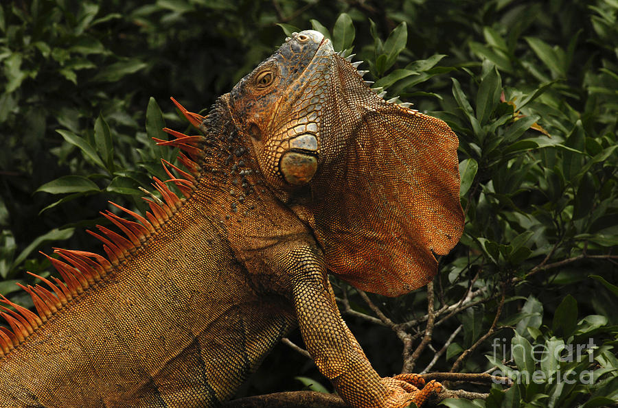 Iguana Costa Rica Photograph by Bob Christopher