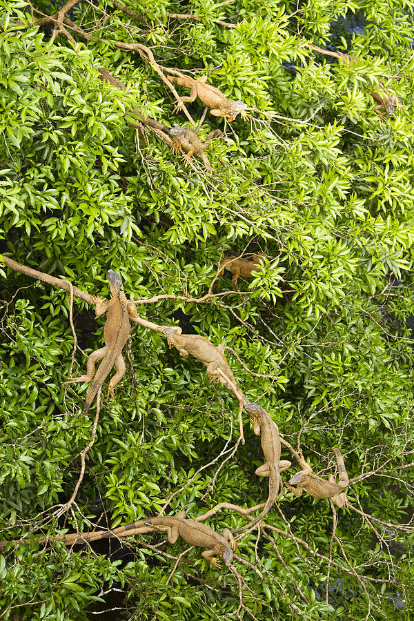 Iguana Tree Photograph by Carrie Cranwill