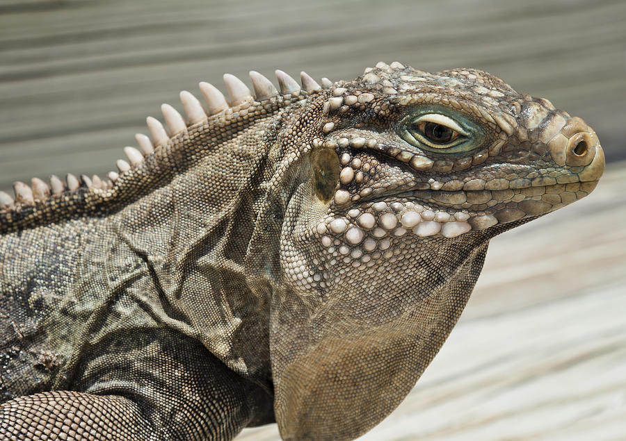 Iguana Two Photograph by Stephen Anderson