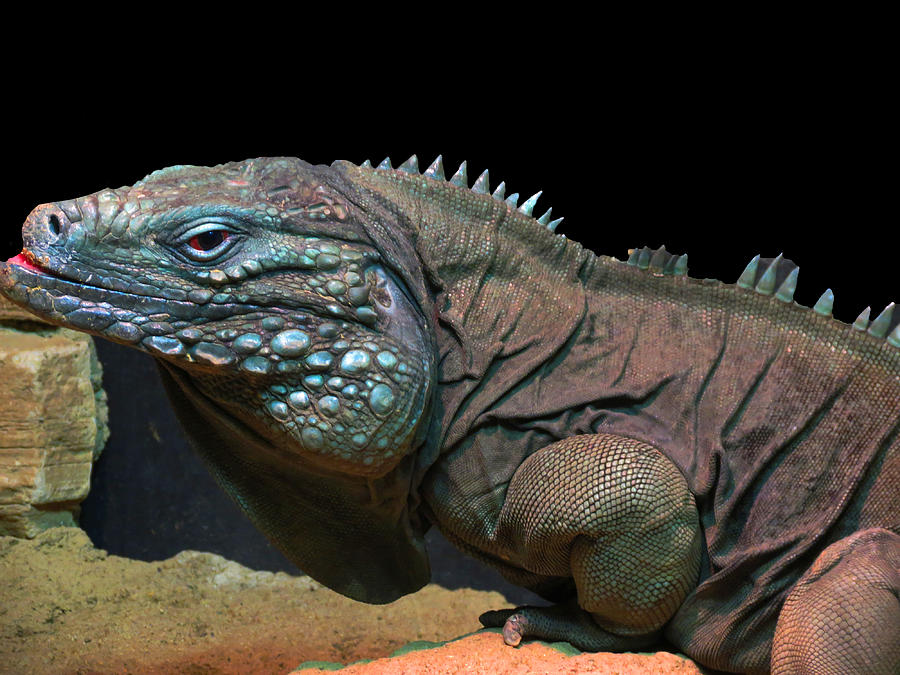 Iguana Photograph by Vijay Sharon Govender