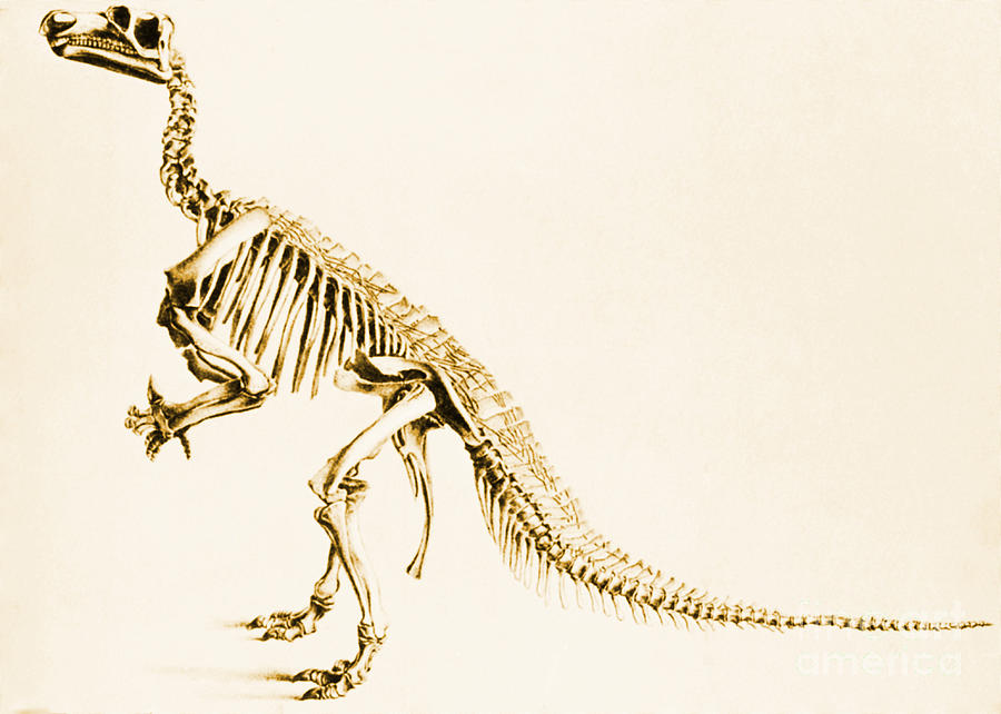 Iguanodon Mesozoic Dinosaur Photograph by Science Source
