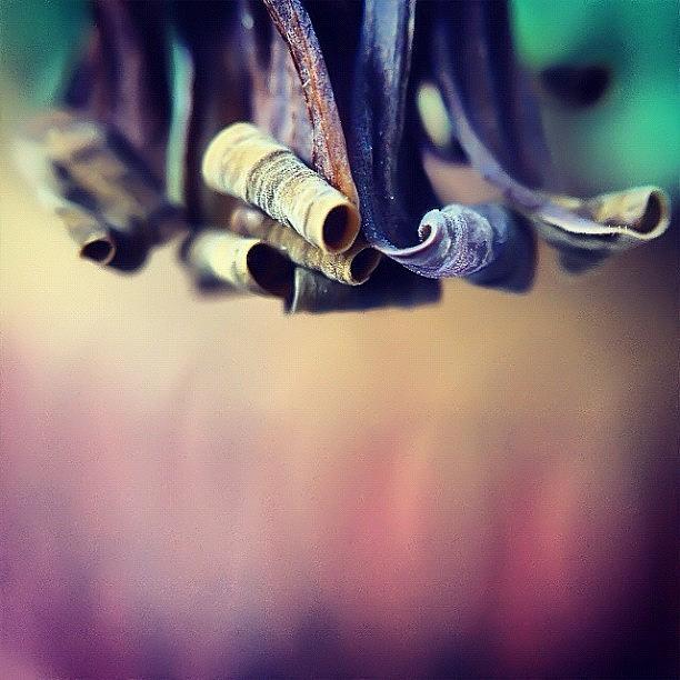 #iheartdeadcrap #petalcurl For The Photograph by Rebekah Moody