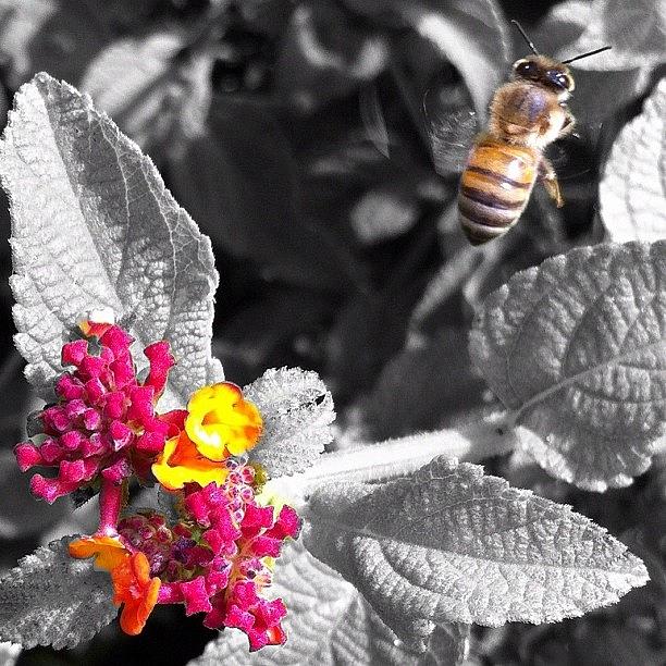 Nature Photograph - Ill Bee Back! #bee #bees#flower by Daniel Corson