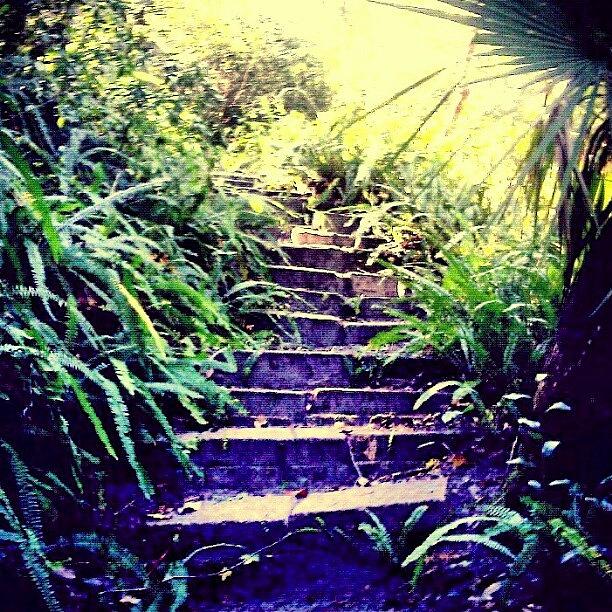 Nature Photograph - Ill Take The Stairs by Melissa Fleming