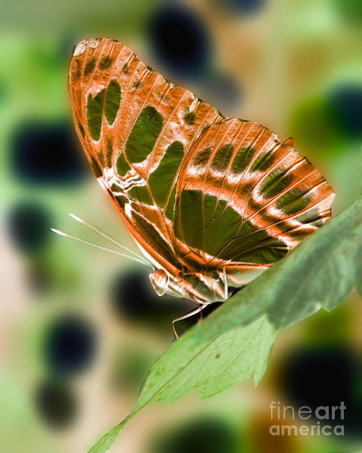 Illuminated Butterfly Photograph by Smilin Eyes Treasures
