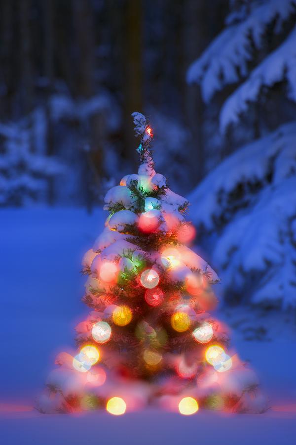 Christmas Photograph - Illuminated Christmas Tree In A Forest by Carson Ganci