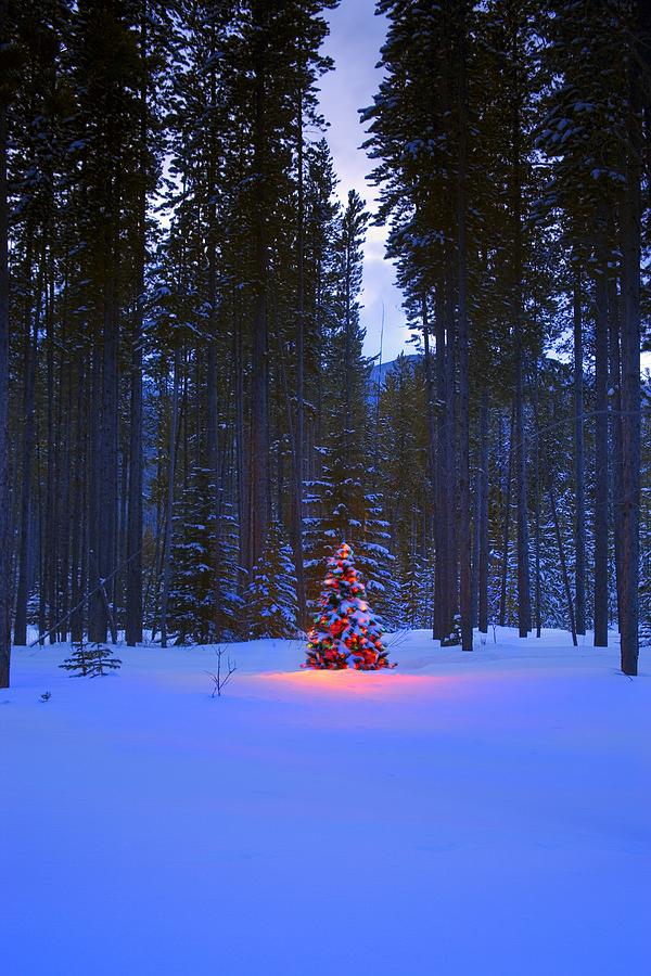Christmas Photograph - Illuminated Christmas Tree In The Woods by Carson Ganci