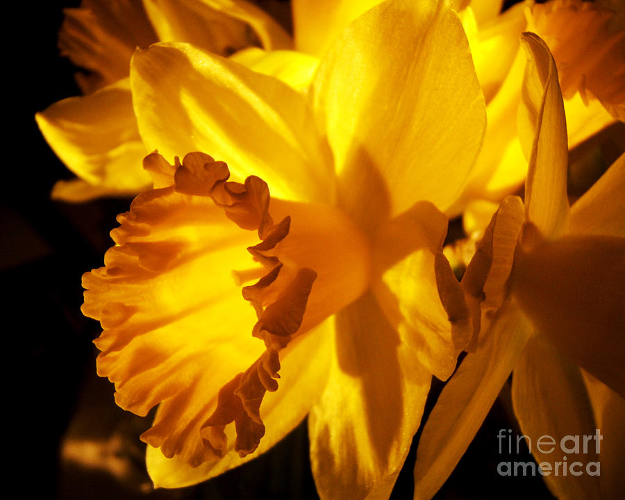 Illuminated Daffodil Photograph Photograph by Kristen Fox