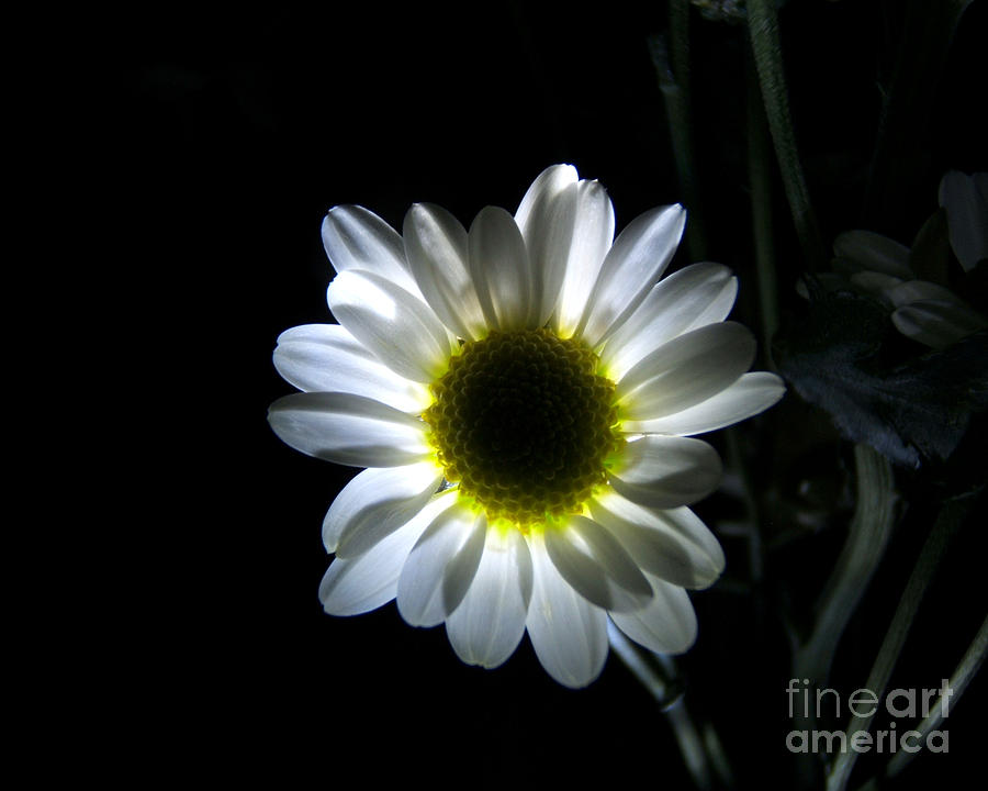 Illuminated Daisy Photograph Photograph by Kristen Fox