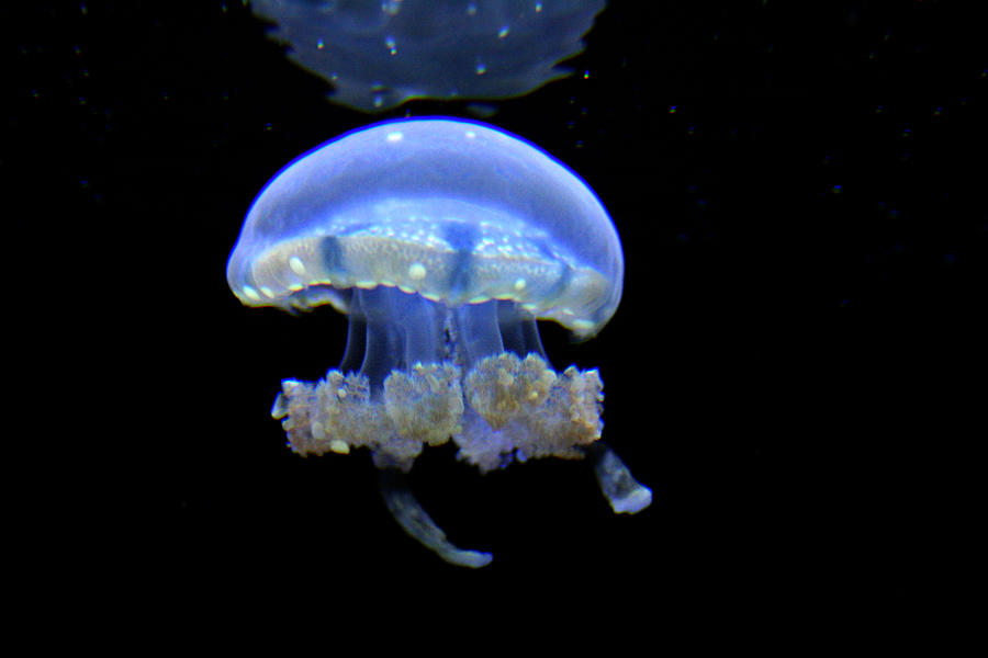 Illuminated Jellyfish  Photograph by Jennifer Bright Burr