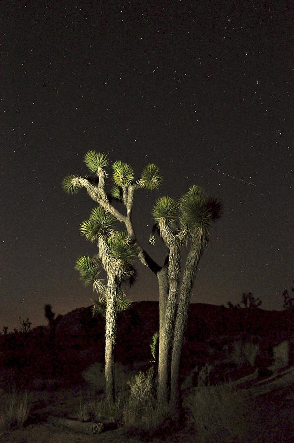 Illuminated Joshua Tree Photograph by Matt MacMillan