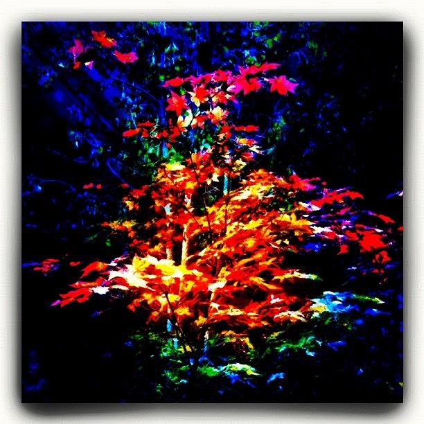 Tree Photograph - Illuminated Maple by Paul Cutright