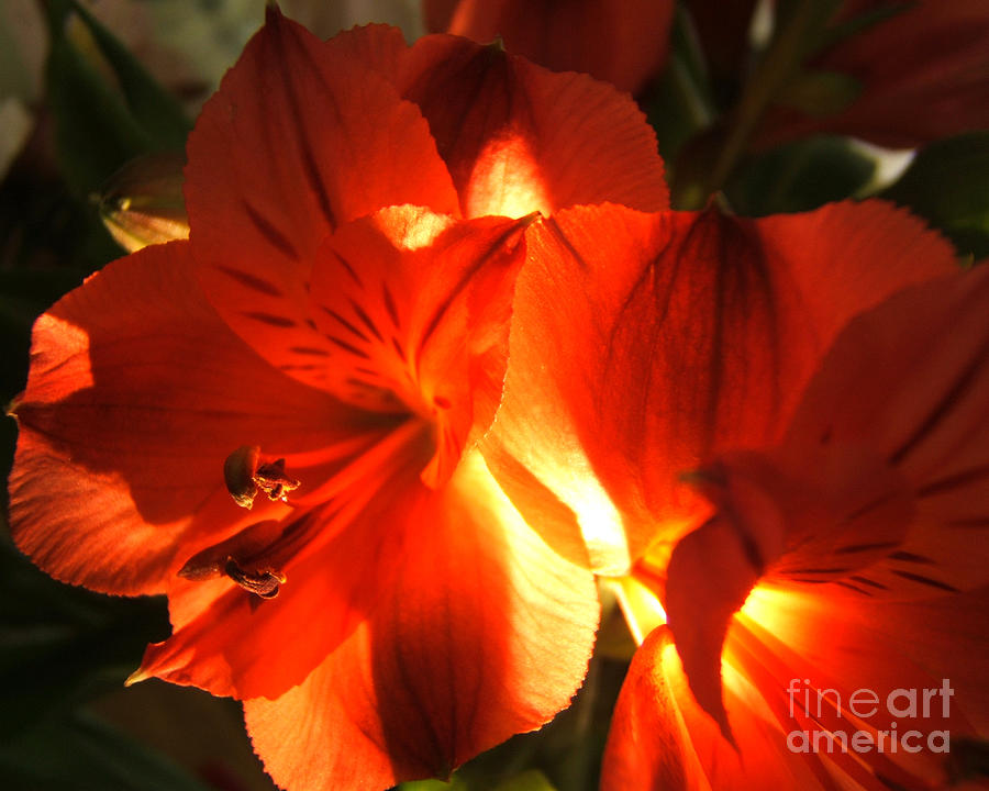 Flowers Still Life Photograph - Illuminated Red Orange Alstromeria Photograph by Kristen Fox