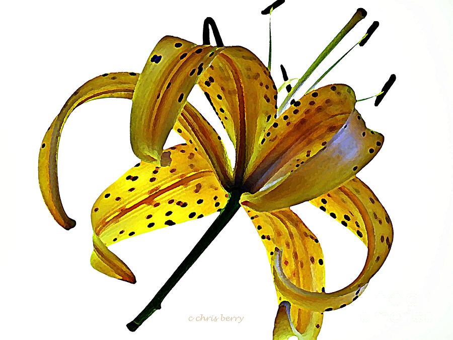 Illuminated Tiger Lily Photograph by Chris Berry
