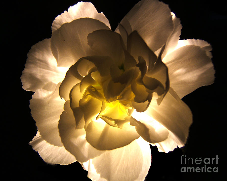Illuminated White Carnation Photograph Photograph by Kristen Fox
