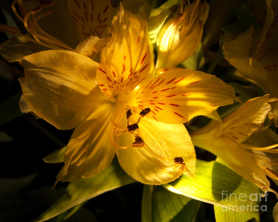 Illuminated Yellow Alstromeria Photograph Photograph by Kristen Fox