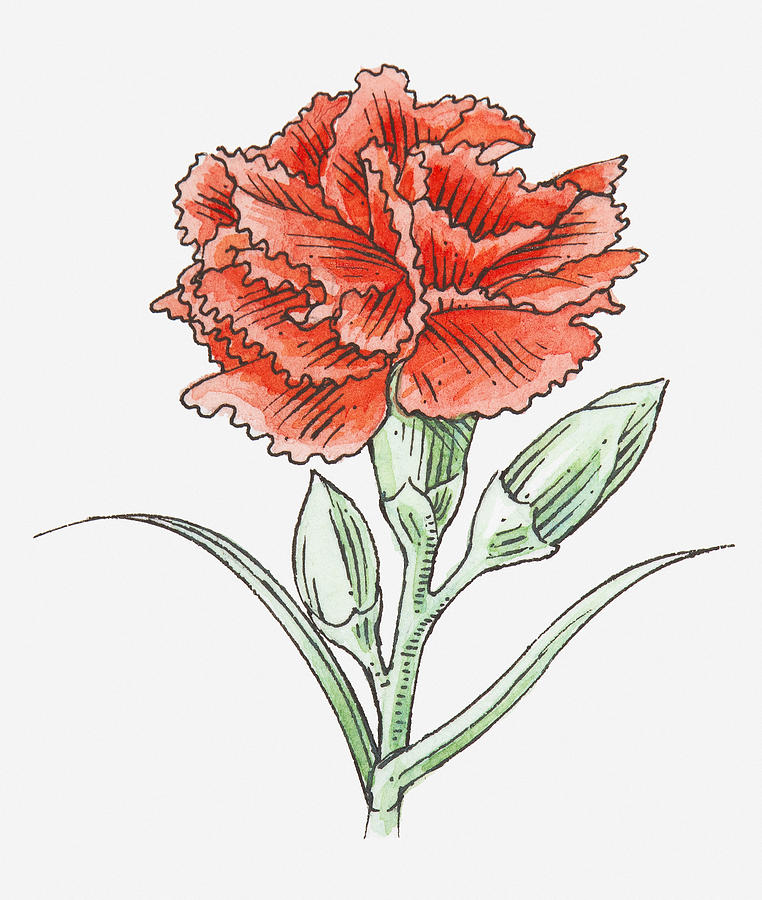 Illustration Of A Red Carnation Digital Art by Dorling Kindersley
