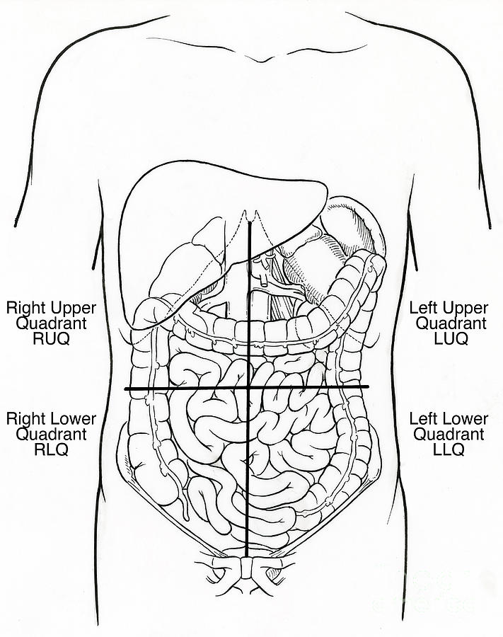 Illustration Of Abdominal Quadrants Photograph by Science Source