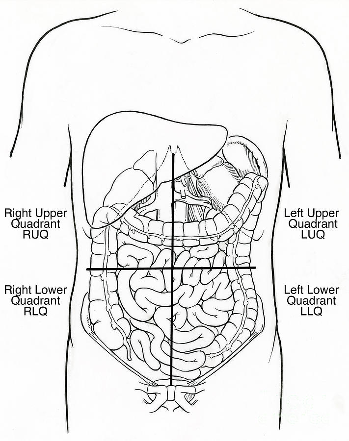 Illustration Of Abdominal Quadrants Photograph by Science ...