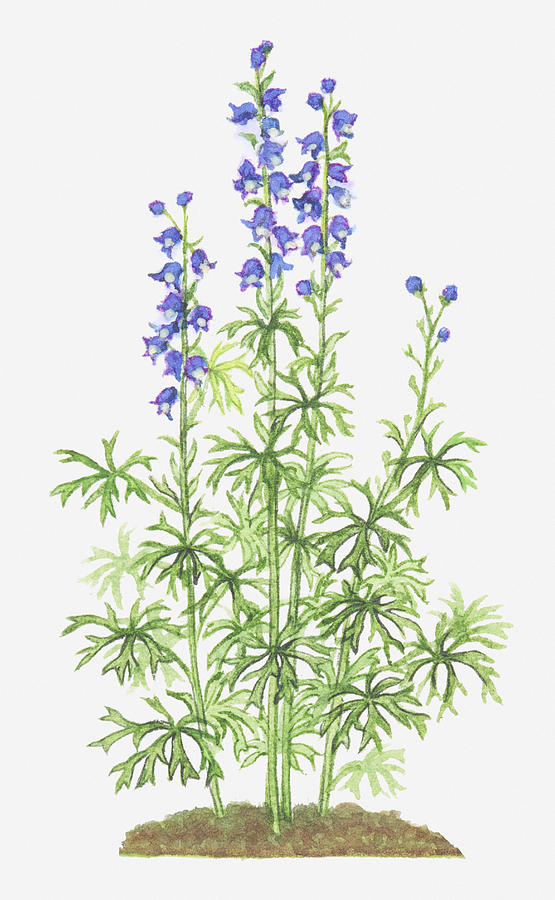 Illustration Of Aconitum Napellus (monks Hood), Blue Wildflowers Digital Art by Michelle Ross