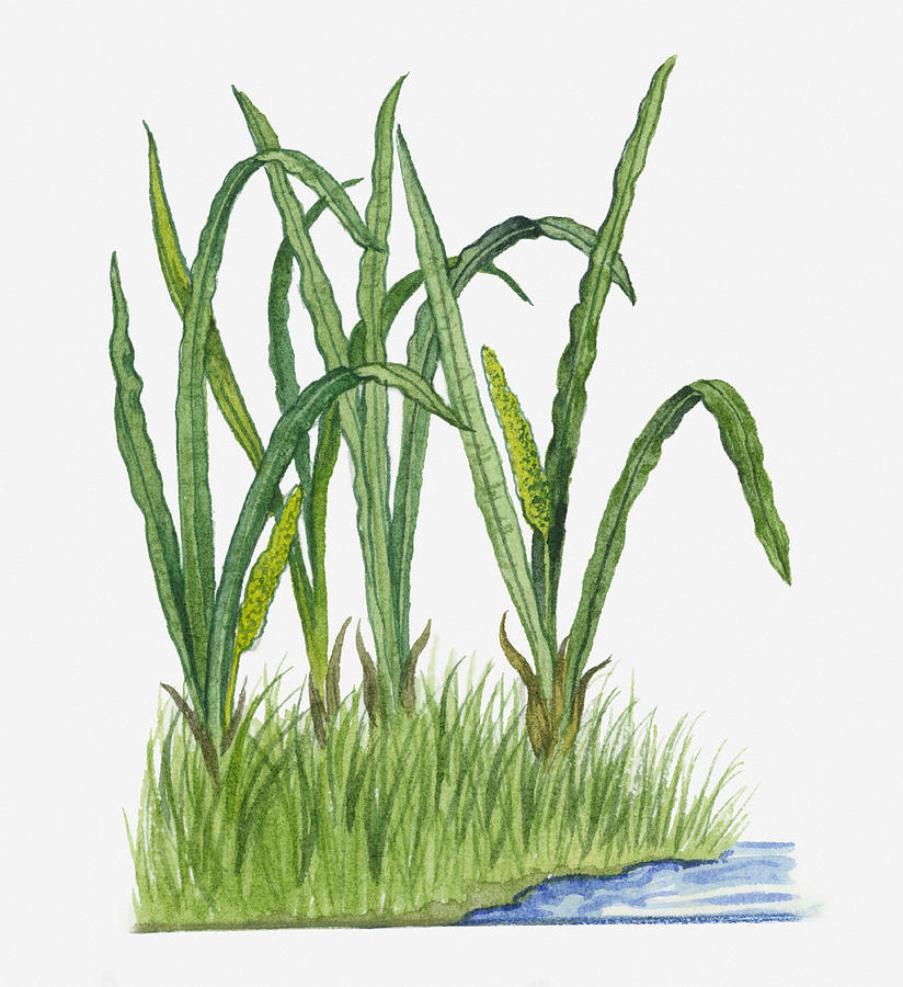 Illustration Of Acorus Calamus (sweet Flag) With Spadix And Curly-edged Long Green Leaves Growing At Waters Edge Digital Art by Michelle Ross