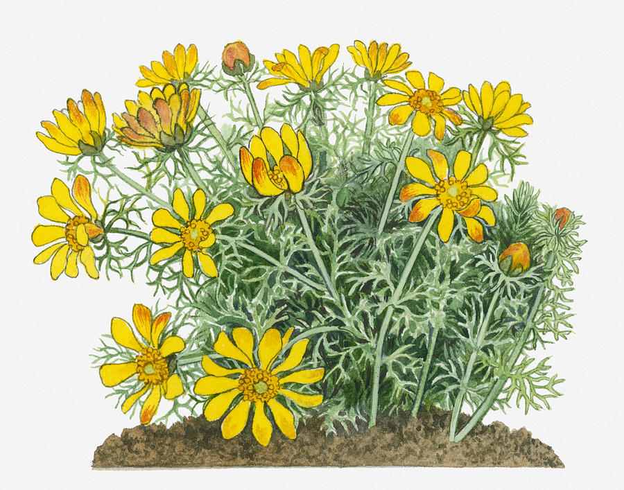 Illustration Of Adonis Vernalis (yellow Pheasants Eye) Perennial With Yellow Flowers Digital Art by Michelle Ross