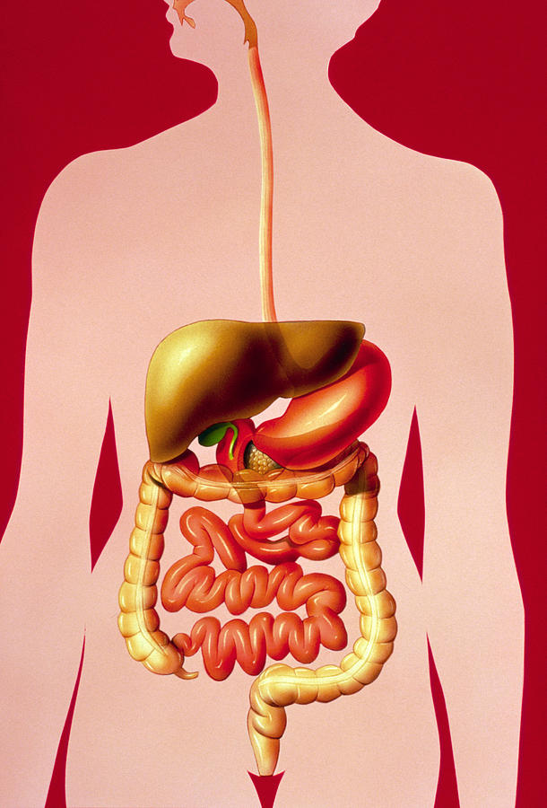 draw human alimentary canal
