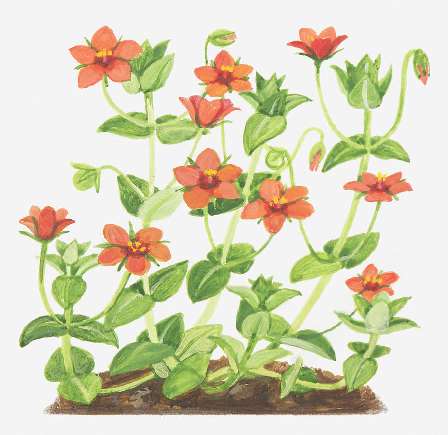 Illustration Of Anagallis Arvensis Scarlet Pimpernel Red Flowers By Ann Winterbotham