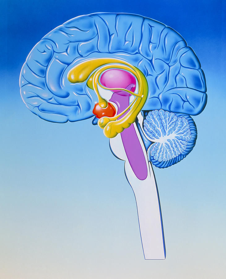 Illustration Of Anatomy Of Limbic System Of Brain ...