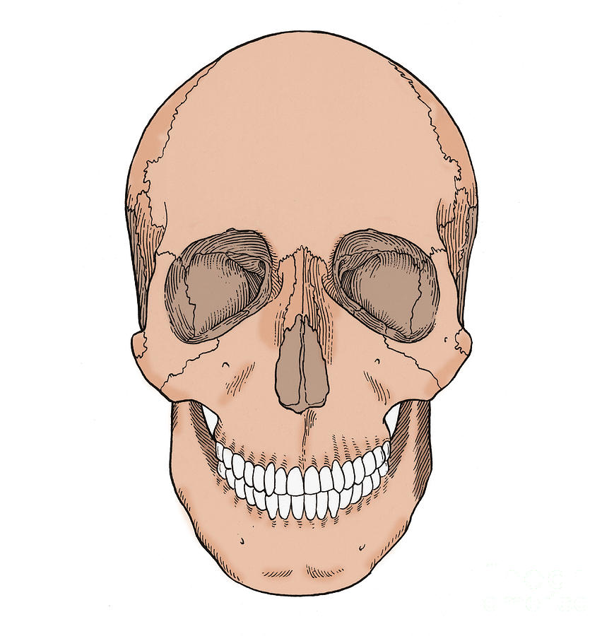 Illustration Of Anterior Skull Photograph by Science Source
