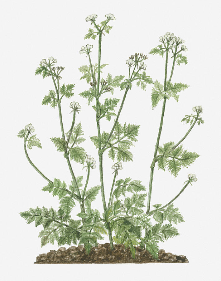 Illustration Of Anthriscus Cerefolium (chervil) Bearing Umbels Of Small ...