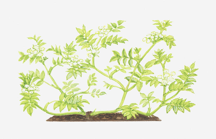 Illustration Of Apium Nodiflorum (fools Water-cress), Leaves And Flowers Digital Art by Ann Winterbotham