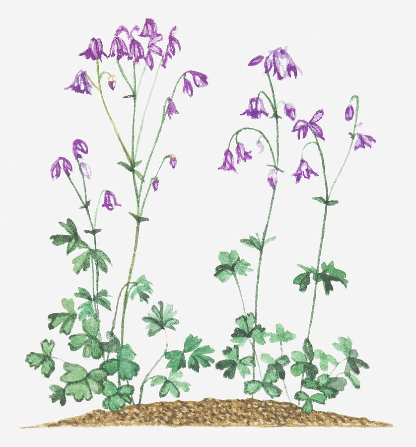 Illustration Of Aquilegia Vulgaris (columbine), Purple Nodding Flowers Digital Art by Joanne Cowne