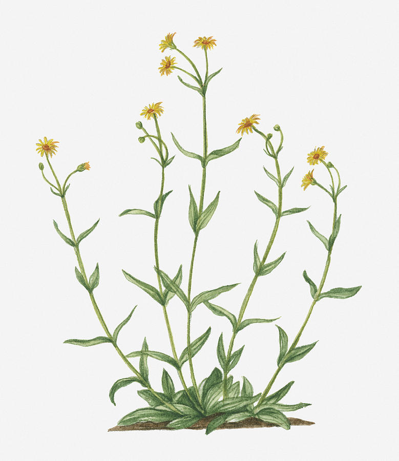 Illustration Of Arnica Montana (leopards Bane) Bearing Yellow Flowers On Tall Stems Digital Art by Valerie Price