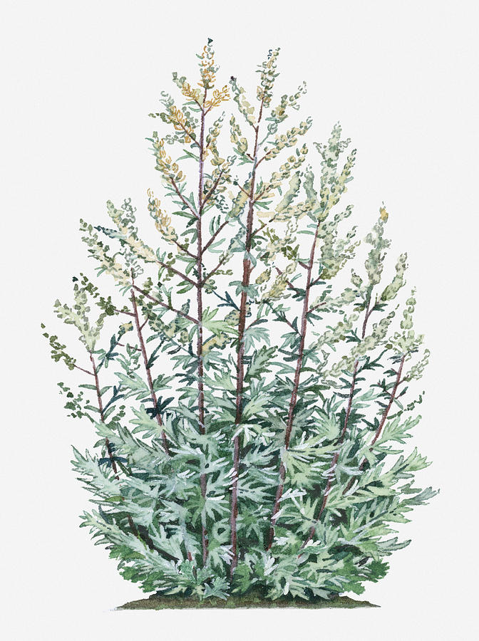 Illustration Of Artemisia Vulgaris (mugwort) Bearing Yellow Flowers And Silver-green Leaves On Tall Stems Digital Art by Liz Pepperell