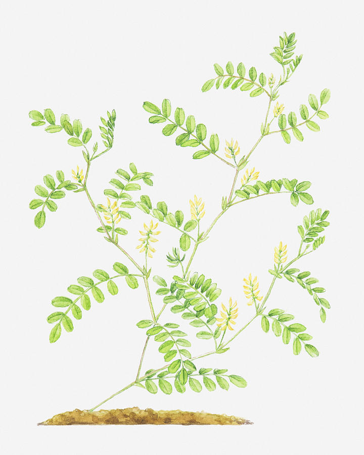 Illustration Of Astragalus Glycyphyllos (wild Liquorice) Digital Art by Helen Senior