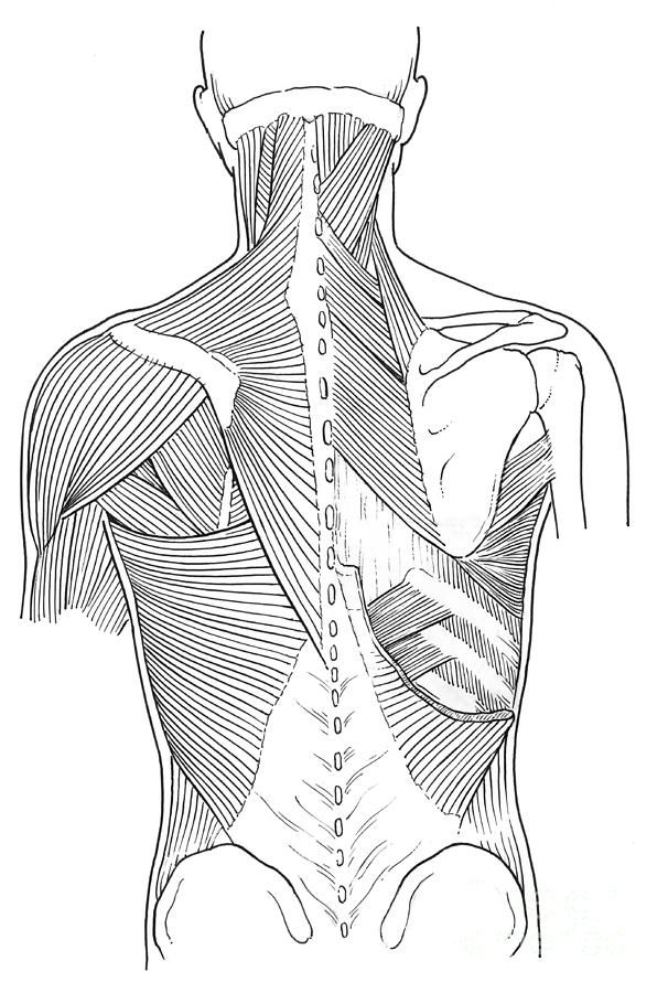 Illustration Of Back Muscles Photograph by Science Source